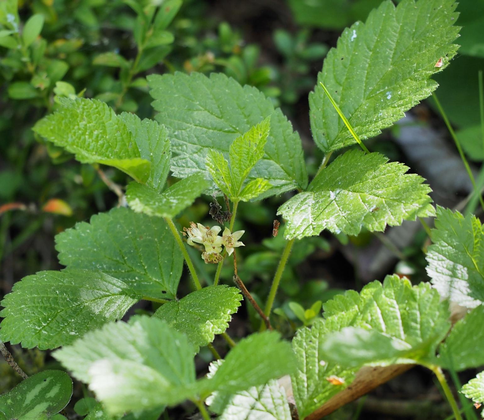 Bramble, Rock